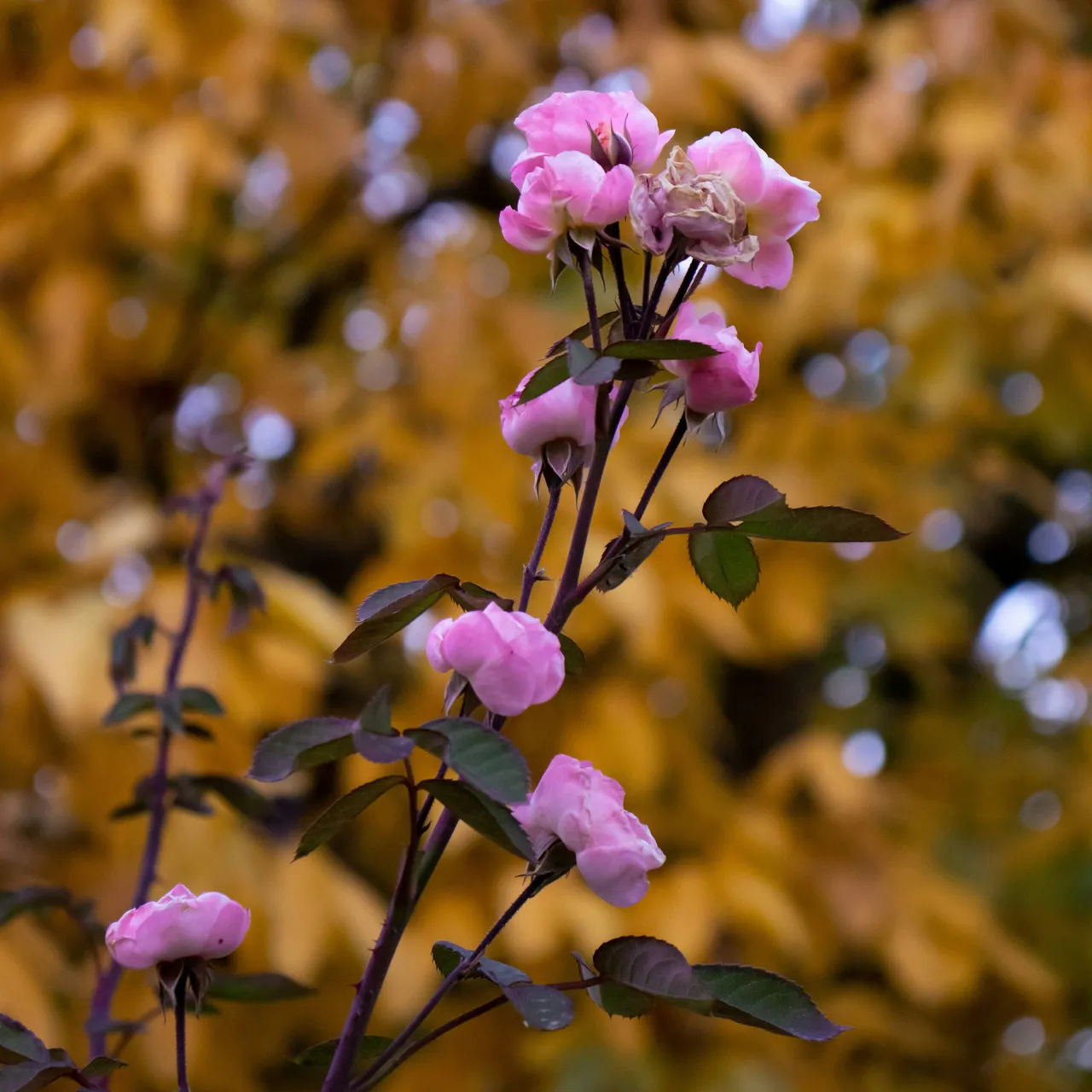 Pink roses blooming on a branch with a blurred background of yellow autumn leaves